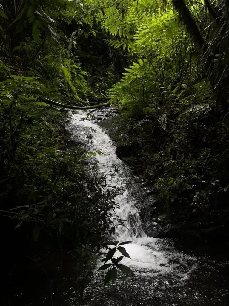 A stream falling through dense cloud-forest vegetation in the Sierra Sur