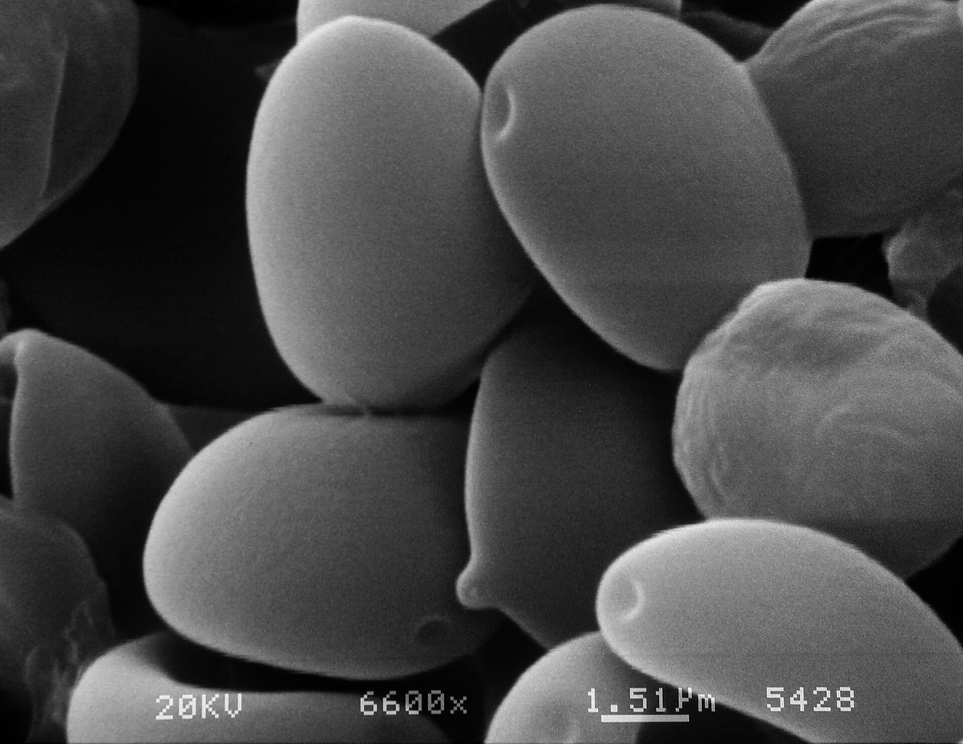 Scanning electron micrograph of Psilocybe aztecorum spores at 6,600× magnification
