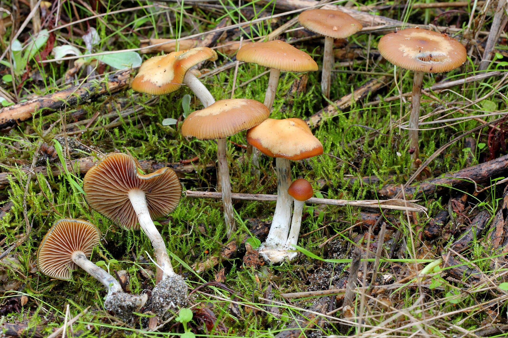 Psilocybe cyanescens fruiting among moss and forest litter
